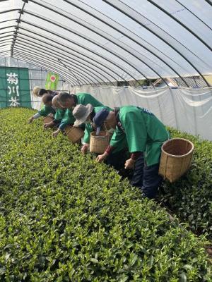 新茶1