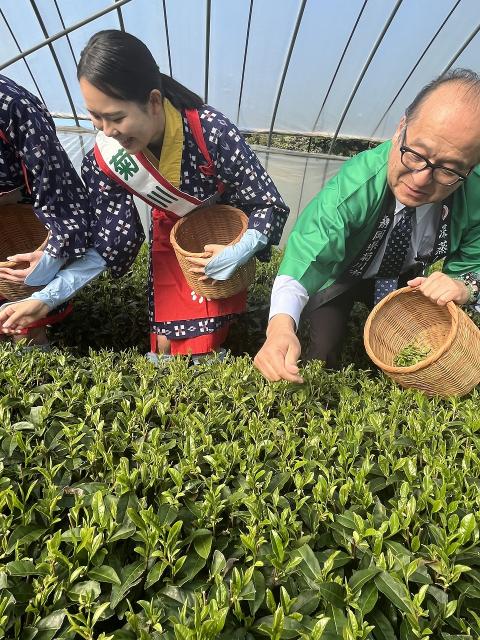 新茶2