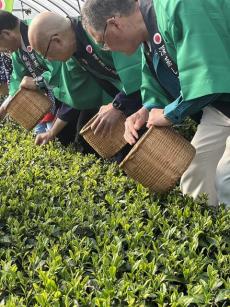 新茶４