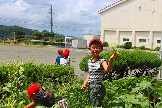 0718cucumber2