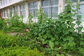 0718cucumber7