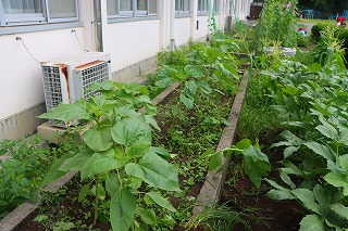 0718sunflower3rd4