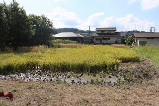 1005inekari10