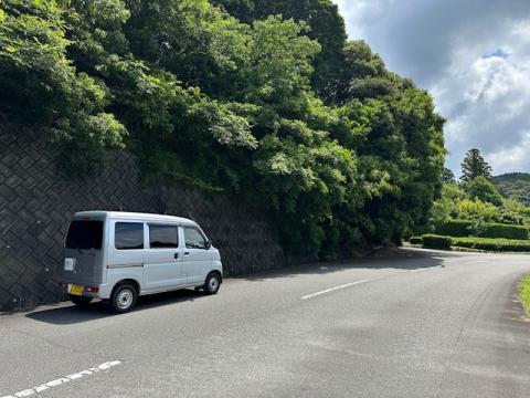 道路に木が出ている画像
