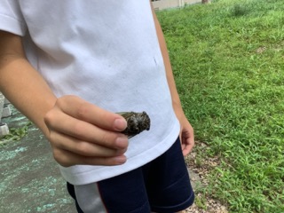 ぬ