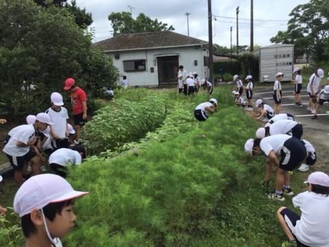 草取り3