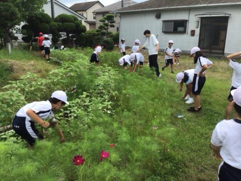 草取り2
