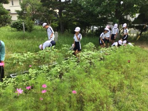 草取り1