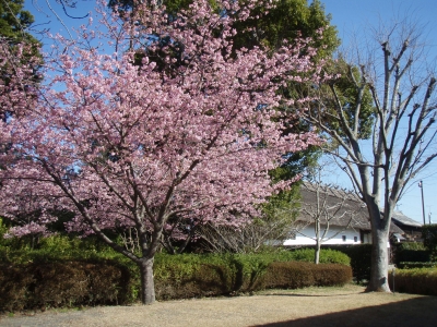 河津桜（資料館北側2020）