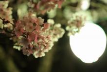 提灯のそばで咲いている桜1