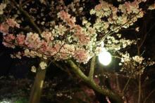 提灯のそばで咲いている桜2