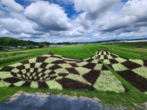 田んぼアート