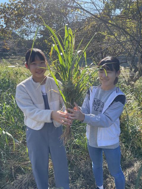 茶草場3