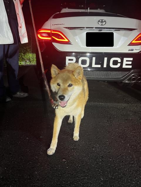 mayoidog0726