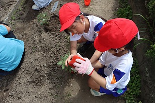 0513vegegarden7