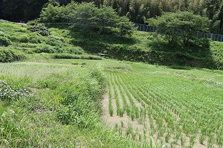 0617tanada3