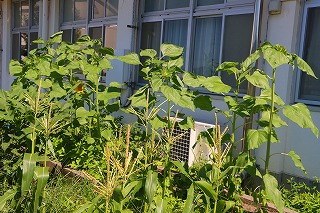 0703vegetable2