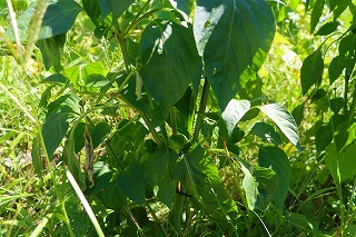 0703vegetable7