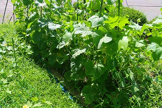 0703vegetable8