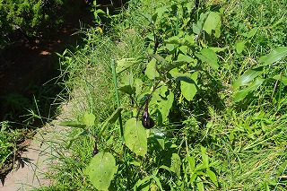 0703vegetable9