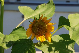 0703vegetable3
