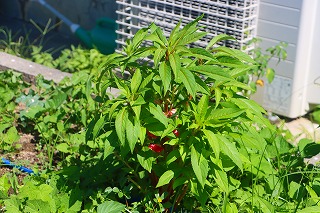 0703vegetable4