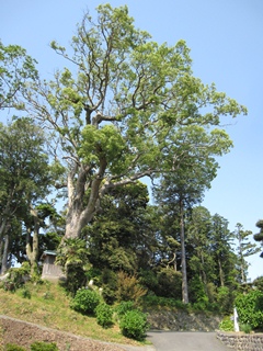 善勝寺楠(縦)