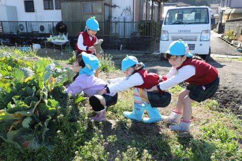 堀之内幼稚園キャベツ収穫4