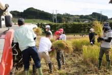 小笠東小稲刈り2