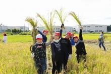小笠東小稲刈り3