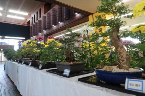 菊花展5