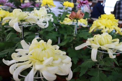 菊花展6