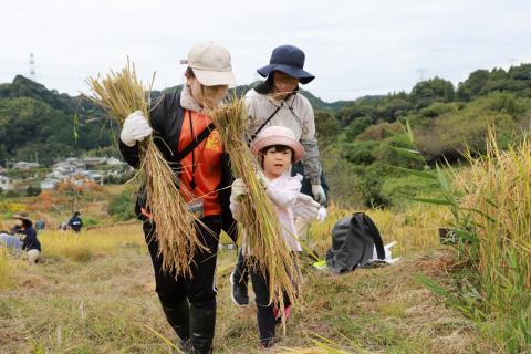 上倉沢の棚田で稲刈り2