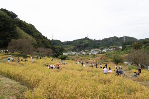 上倉沢の棚田で稲刈り3