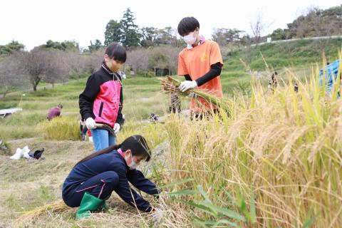 上倉沢の棚田で稲刈り4
