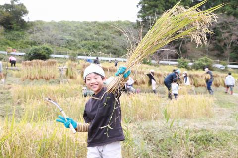 上倉沢の棚田で稲刈り5
