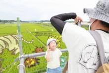 田んぼアート2