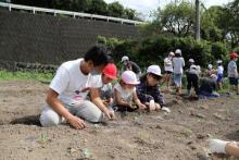 河城小植付け1