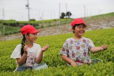 茶摘み3