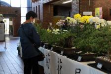 菊花店1