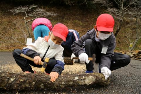 横地小しいたけの菌植え4