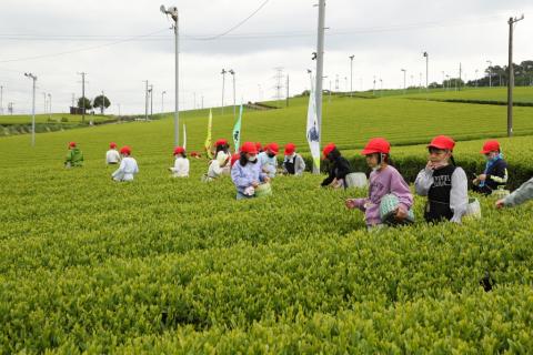 河城小3年生お茶摘み4