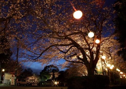 菊川公園夜桜ライトアップ