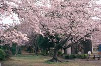 菊川公園